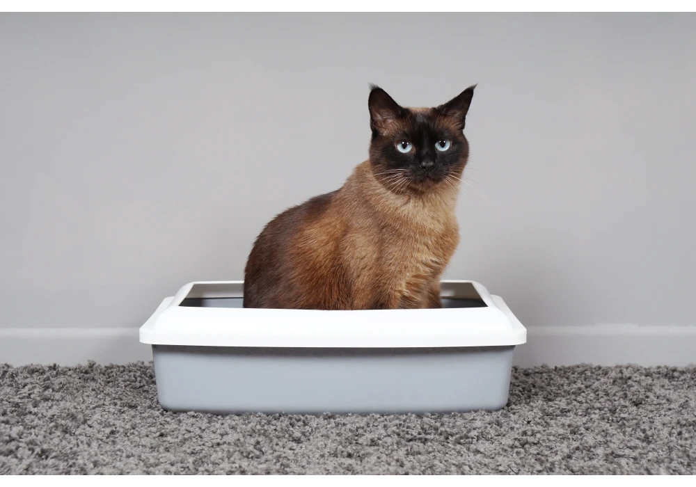 Pašcietējošās, silikona vai dabīgās kaķu smiltis – kuras izvēlēties?