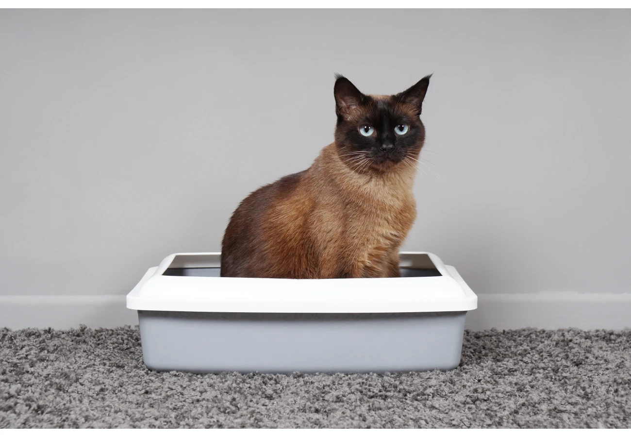 Pašcietējošās, silikona vai dabīgās kaķu smiltis – kuras izvēlēties?