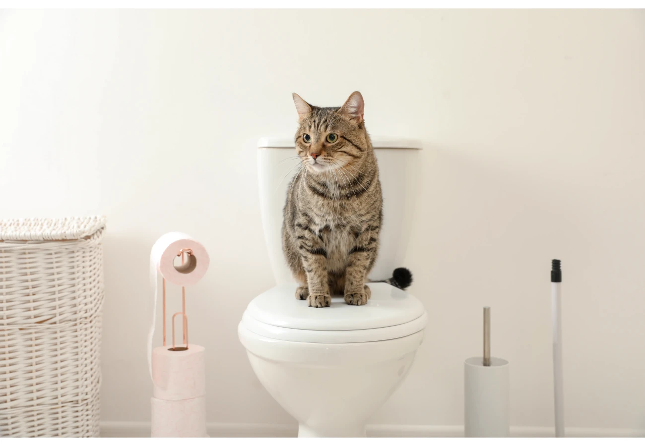 Kā samazināt smaku kaķa tualetē?